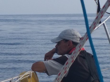 dolphin watcher.jpg